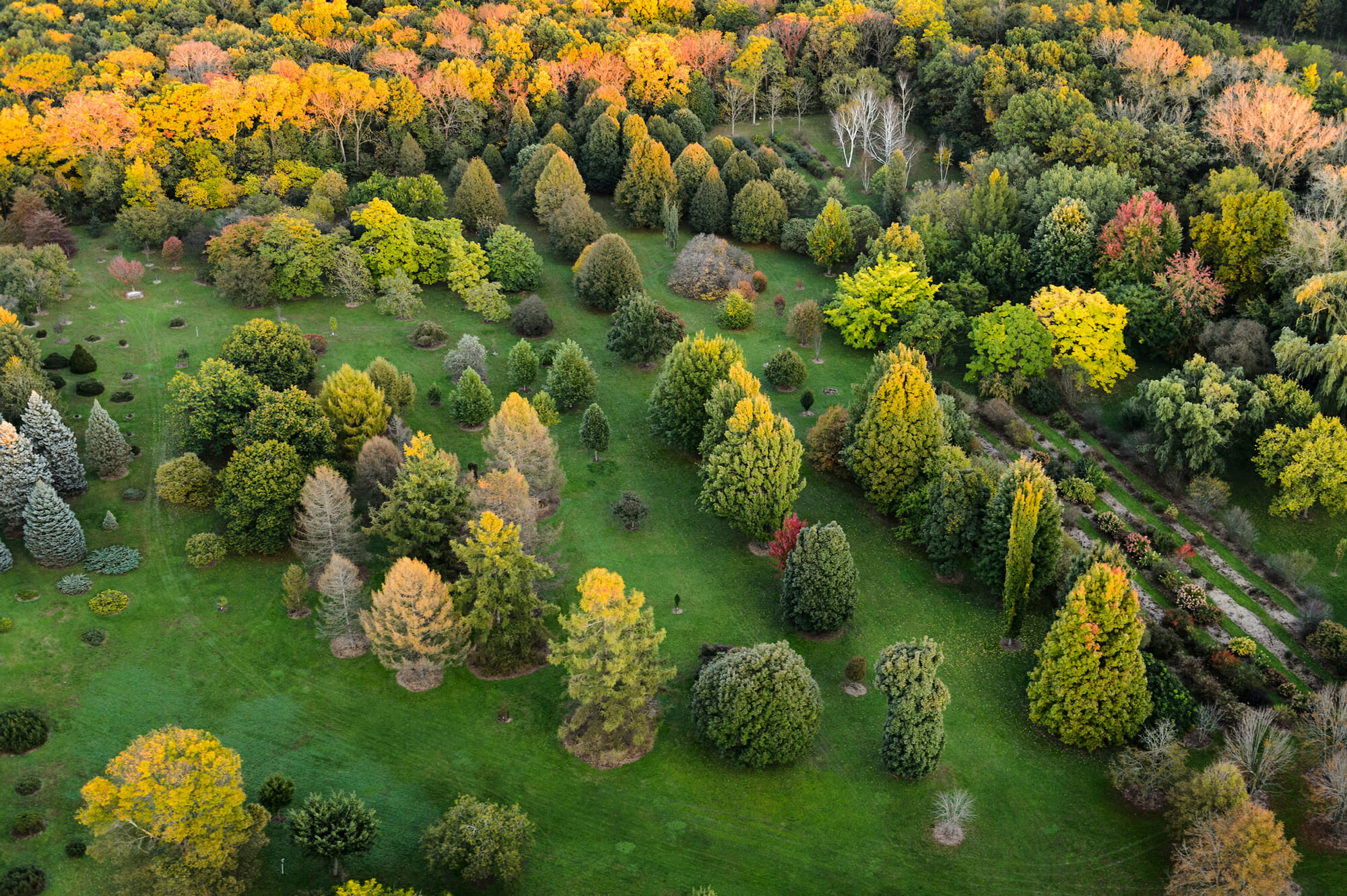 Aerial arboretum showing evergreens