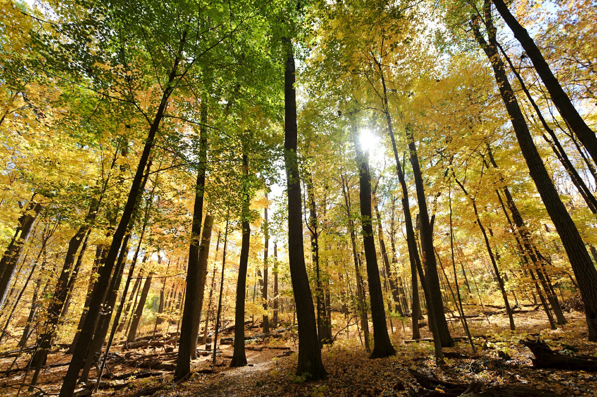 sunlight streams through trees in the UW Arboretum