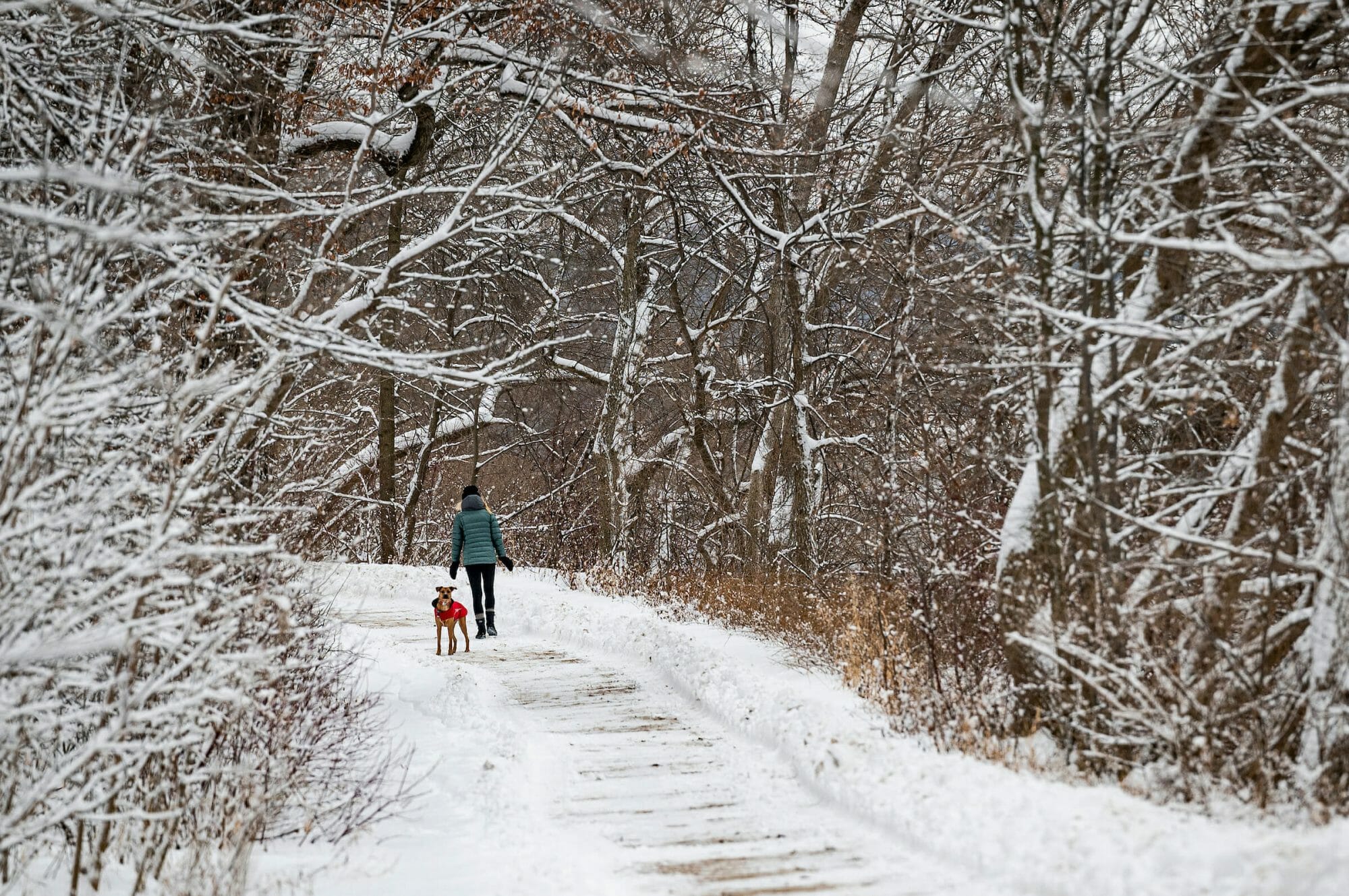 Person walks dog through snow-covered UW–Madison Arboretum